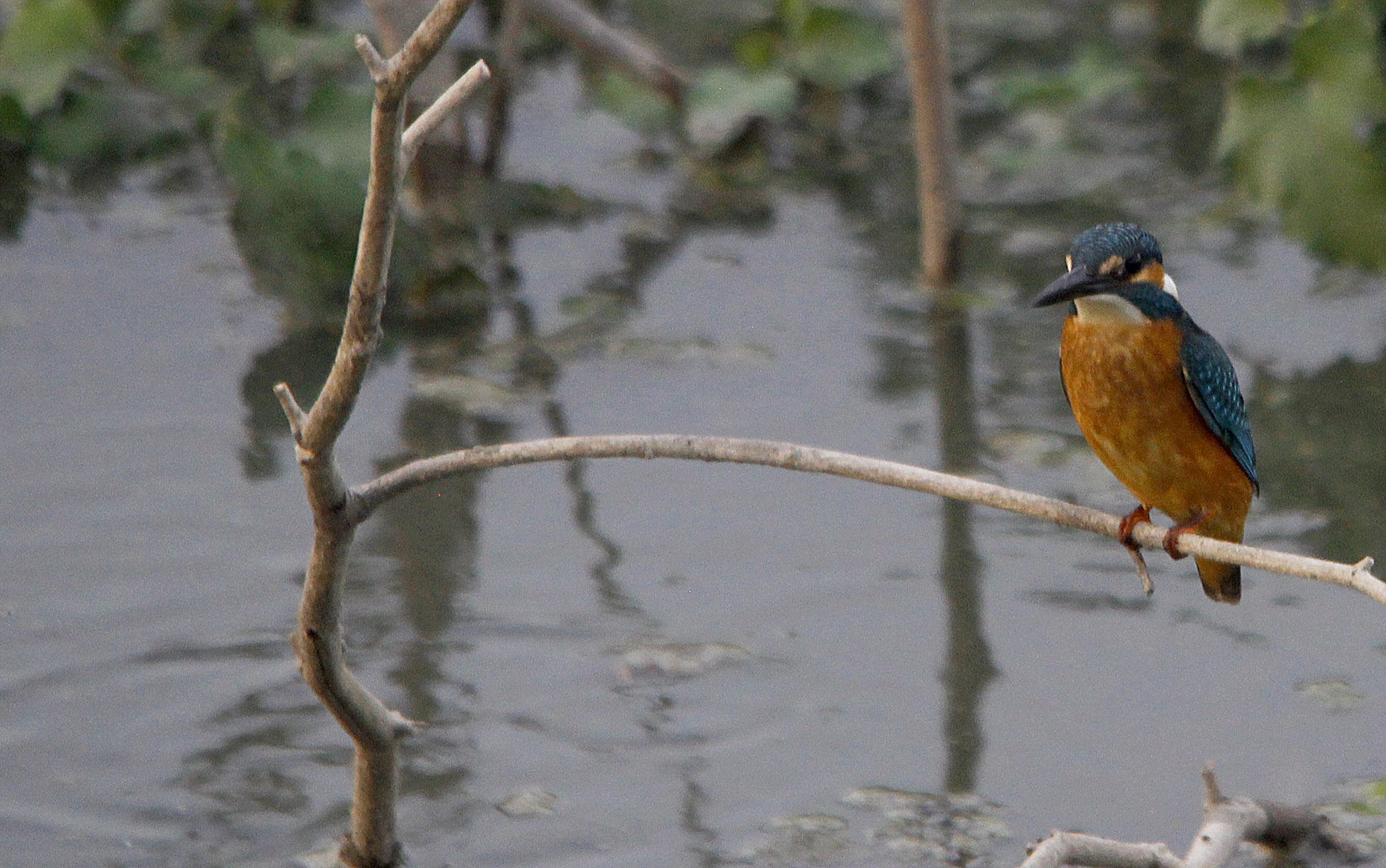 Common Kingfisher